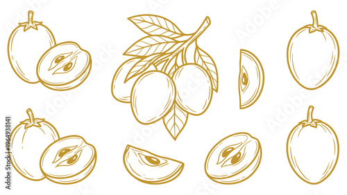 Sapodilla collection vector illustration with whole fruits slices and leaves line art