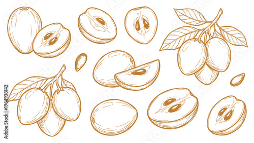 Sapodilla fruit set vector illustration with slices seeds and leaves line art