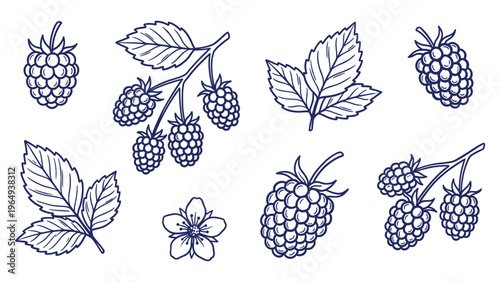Hand Drawn Blackberry Collection Line Art Set with Leaves and Flower