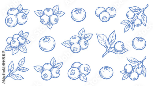 Hand Drawn Blueberry Set Line Art Illustration Collection with Leaves