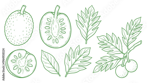 Hand Drawn Breadfruit Collection Line Art Set with Slice and Leaves