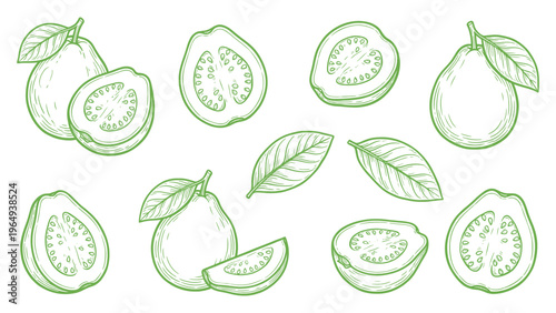 Hand Drawn Guava Fruit Set Line Art Illustration Collection with Leaves