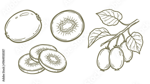 Hand Drawn Kiwi Fruit with Branch and Slices Line Art Illustration
