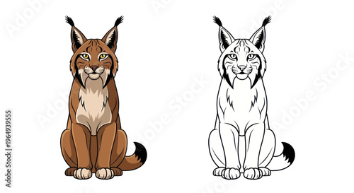 Lynx illustration: colored and outline drawing of a wild cat sitting, isolated on white background.
