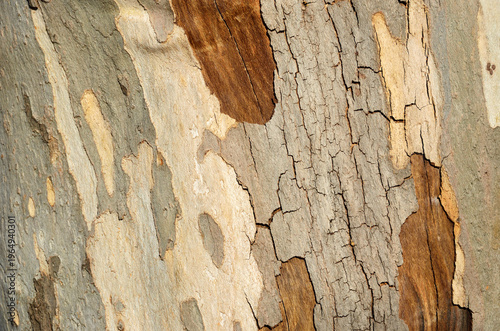 樹皮の模様　プラタナスの木肌　グラフィック素材