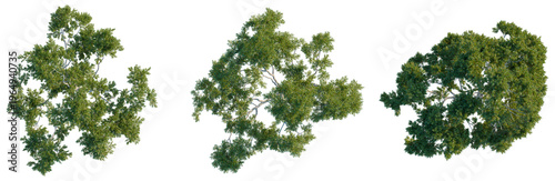 Quadro em tela Top view of Lemon-scented gum tree with dense foliage on black background
