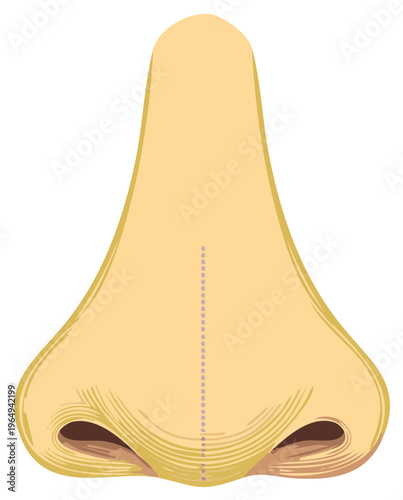 Cartoon Human Nose Close Up Illustration, Human Anatomy Organ, Vector Illustration