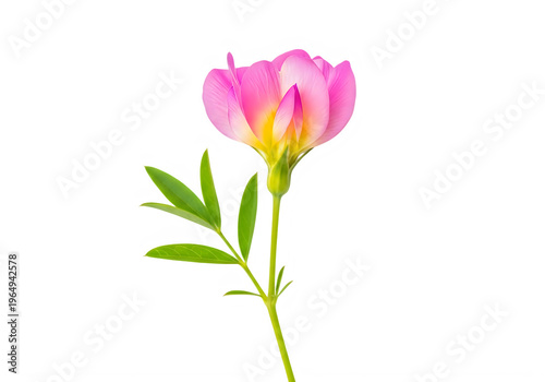 Vibrant pink tulip flower standing elegantly with green leaves, isolated on transparent background