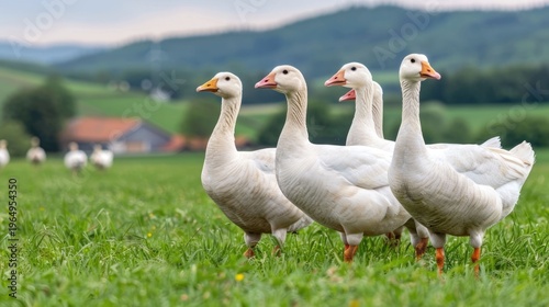 Several domestic white geese are positioned in a lush green field under a cloudy sky with a rural farmstead and gentle hills visible in the serene natural landscape