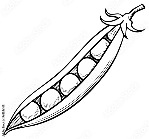 Hand Drawn Open Pea Pod Revealing Fresh Green Peas Inside Isolated Line Art