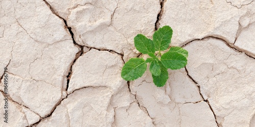 Resilience in Desolation: A vibrant, small plant emerges from the cracked earth, symbolizing resilience, hope, and the indomitable spirit of nature.