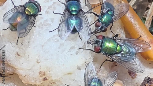 


Detail of iridescent green bottle flies swarming on waste food.18

