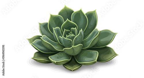 Green Echeveria Succulent Plant, Geometric Leaf Pattern, Isolated White Background