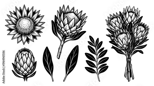 Black and white vector graphic of various protea flowers