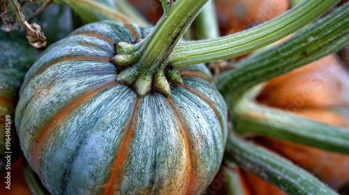 Wallpaper Mural Pumpkin Patch: A close-up view of a vibrant pumpkin, with its unique patterns and textures, still connected to its vine in the warm glow of the autumnal sun. Torontodigital.ca