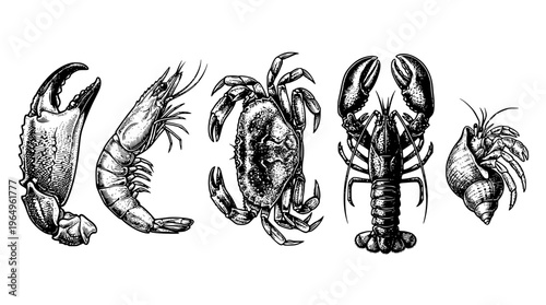 Detailed vector illustrations of various crustaceans side by side