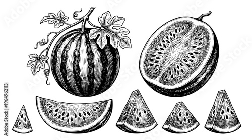 Watermelon slices and whole fruit vector graphic illustration
