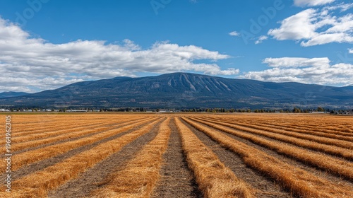 Wallpaper Mural Golden Fields and Majestic Mountains: A breathtaking landscape unfolds, featuring rows of harvested fields leading towards a towering mountain range, kissed by a vast sky adorned with puffy clouds. Torontodigital.ca