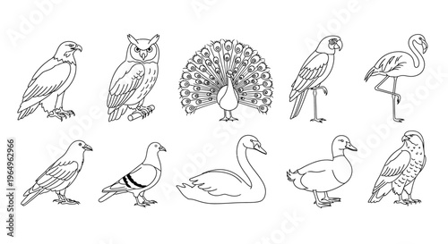 Variety of Birds in Different Poses.