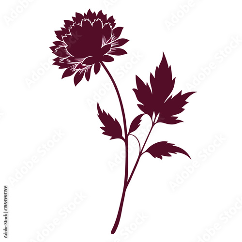 фотографія astrantia claret flower silhouette with branch on white background
