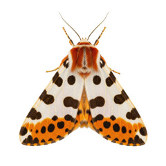 Ultra-detailed macro photograph of a garden tiger moth (arctia caja) with splayed orange and white wings displaying intricate spot patterns, isolated on transparent. Concept of natural science