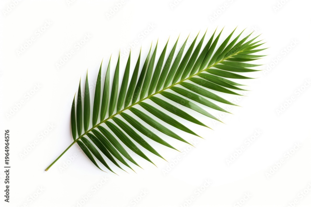Fototapeta premium Tropical green palm leaf isolated