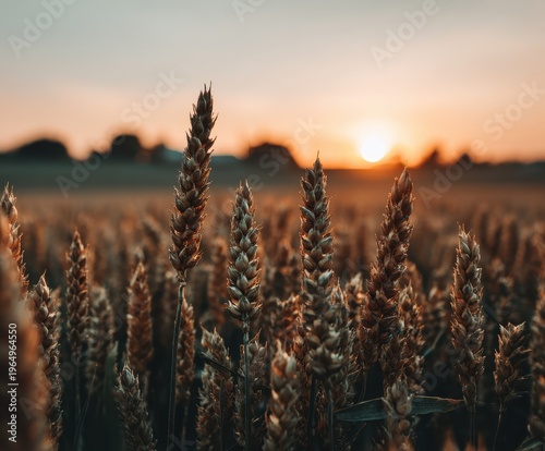 Wallpaper Mural Golden Wheat at Sunset: A close-up view captures the sun-kissed beauty of golden wheat stalks swaying gently in the evening breeze, set against the backdrop of a vibrant sunset over a tranquil field. Torontodigital.ca
