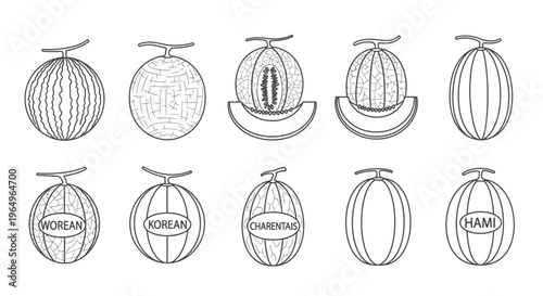 Detailed line drawings of various melons.