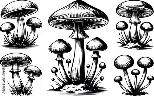 ive distinct clusters of wild mushrooms are illustrated with heavy shading and intricate detail. Each group shows a different species, highlighting the diversity found on the forest floor. 