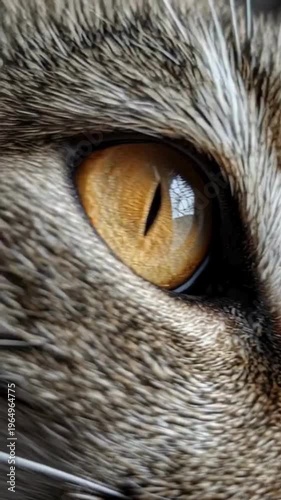 Golden Cat Eye Macro Meme Kiss Mood Going Ultra Viral Vibes