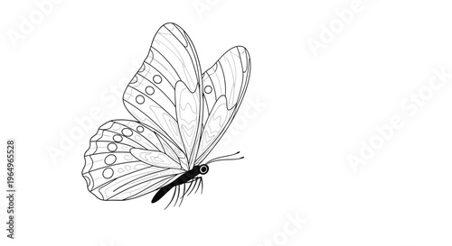 Beautiful black and white line art illustration of a butterfly in flight showing detailed wing patterns and delicate antennae on white.