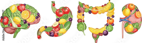 Human Organ Vector Set Made of Fruits and Vegetables Featuring Brain, Stomach, Intestines, and Kidney for Nutrition, Healthy Diet, and Wellness Graphic Designs