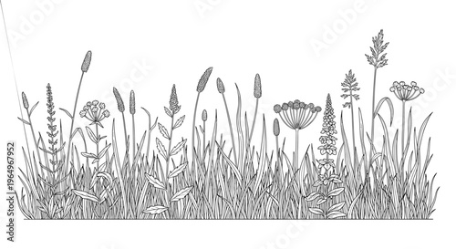Detailed black and white field of wildflowers and meadow grasses illustration in a delicate hand drawn botanical line art style.