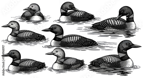 Vintage Engraving Style Loons Swimming in Water, Set of Diverse Poses