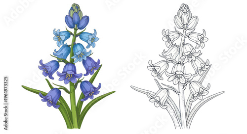 Bluebell Flower Illustration - Watercolor and Line Drawing