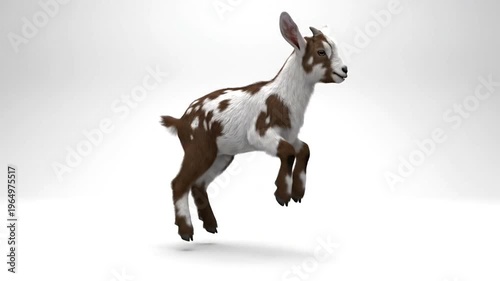 A brown and white goat jumping.