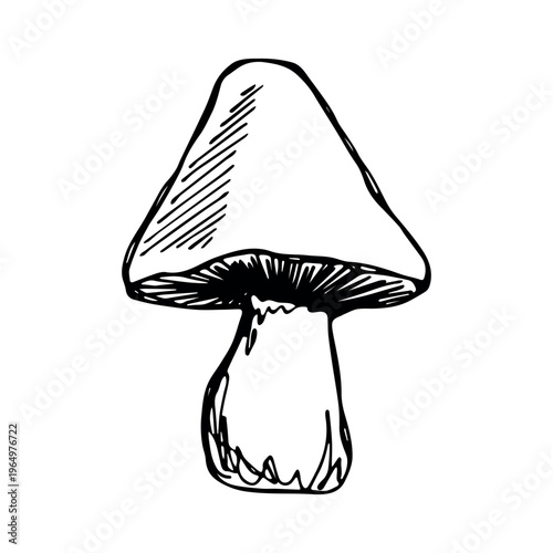Hand drawn mushroom doodle Botanical illustration Cute autumn mushroom Healthy eco food Organic vegetarian food For stickers, greeting card, design, print, packaging, decor, kids books