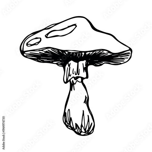 Hand drawn mushroom doodle Botanical illustration Cute autumn mushroom Healthy eco food Organic vegetarian food For stickers, greeting card, design, print, packaging, decor, kids books