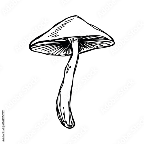 Hand drawn mushroom doodle Botanical illustration Cute autumn mushroom Healthy eco food Organic vegetarian food For stickers, greeting card, design, print, packaging, decor, kids books