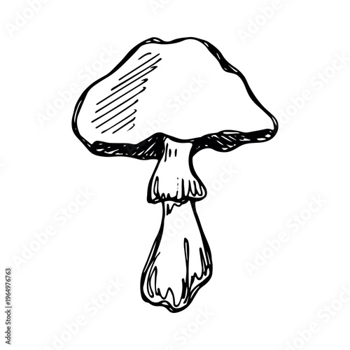 Hand drawn mushroom doodle Botanical illustration Cute autumn mushroom Healthy eco food Organic vegetarian food For stickers, greeting card, design, print, packaging, decor, kids books