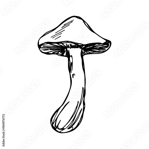 Hand drawn mushroom doodle Botanical illustration Cute autumn mushroom Healthy eco food Organic vegetarian food For stickers, greeting card, design, print, packaging, decor, kids books