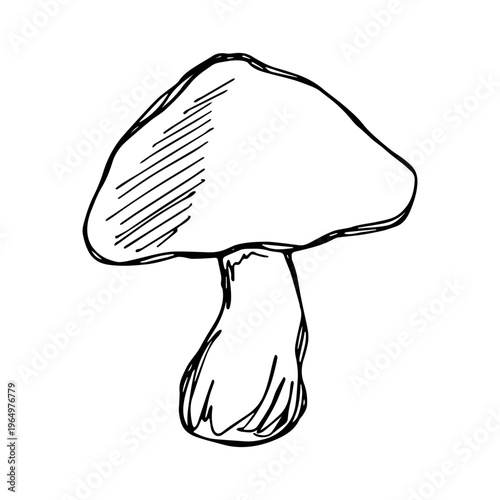 Hand drawn mushroom doodle Botanical illustration Cute autumn mushroom Healthy eco food Organic vegetarian food For stickers, greeting card, design, print, packaging, decor, kids books