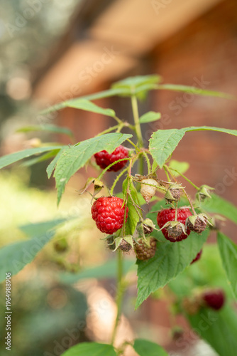 raspberry plant in a garden