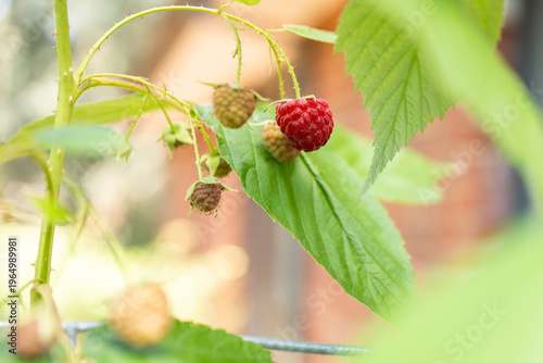 raspberries in the garden