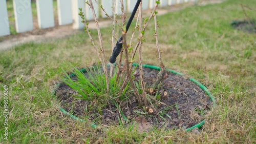 Wallpaper Mural Spraying herbicide on grass growing inside gooseberry bush for garden weed control Torontodigital.ca