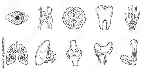 Comprehensive set of human body anatomy diagrams featuring essential organs and skeletal structures, perfect for medical education and biological studies for students.