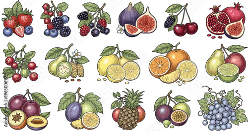 Hand Drawn Fresh Fruit Collection Set Featuring Citrus Berries Tropical and Exotic Fruits Detailed Botanical Vector Illustration