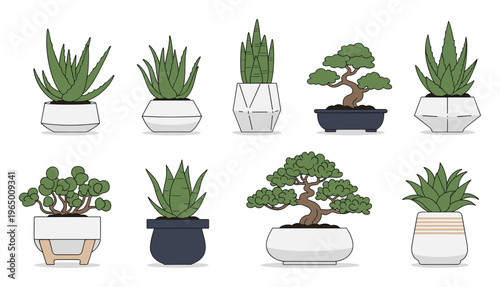Diverse collection of potted indoor houseplants, featuring succulents, a jade plant, and elegant bonsai trees in various modern planters, suitable for decorating homes, offices, or for use