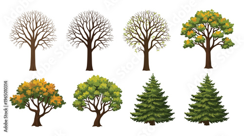 A comprehensive set of trees depicting seasonal changes from bare branches to lush green and golden autumn foliage, plus evergreen conifers, useful for nature themed graphic compositions.