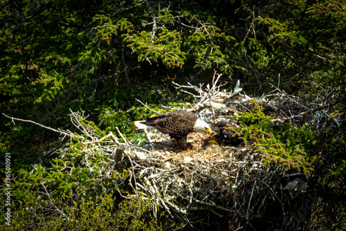 A bald eagle feeds its young in a nest high in a tree.
